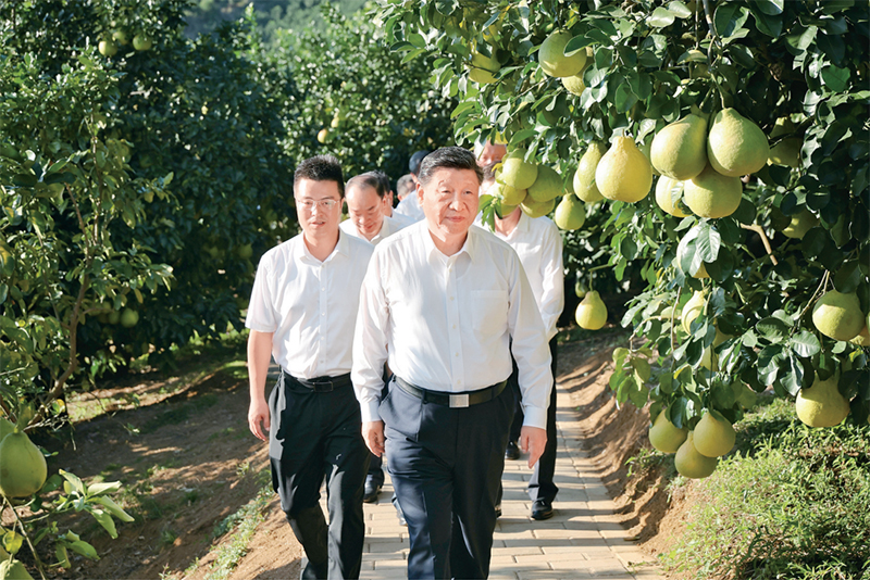 　　2025年11月7日至8日，中共中央總書記、國家主席、中央軍委主席習近平在廣東考察。這是7日下午，習近平在梅州市梅縣區雁洋鎮南福金柚種植基地考察。